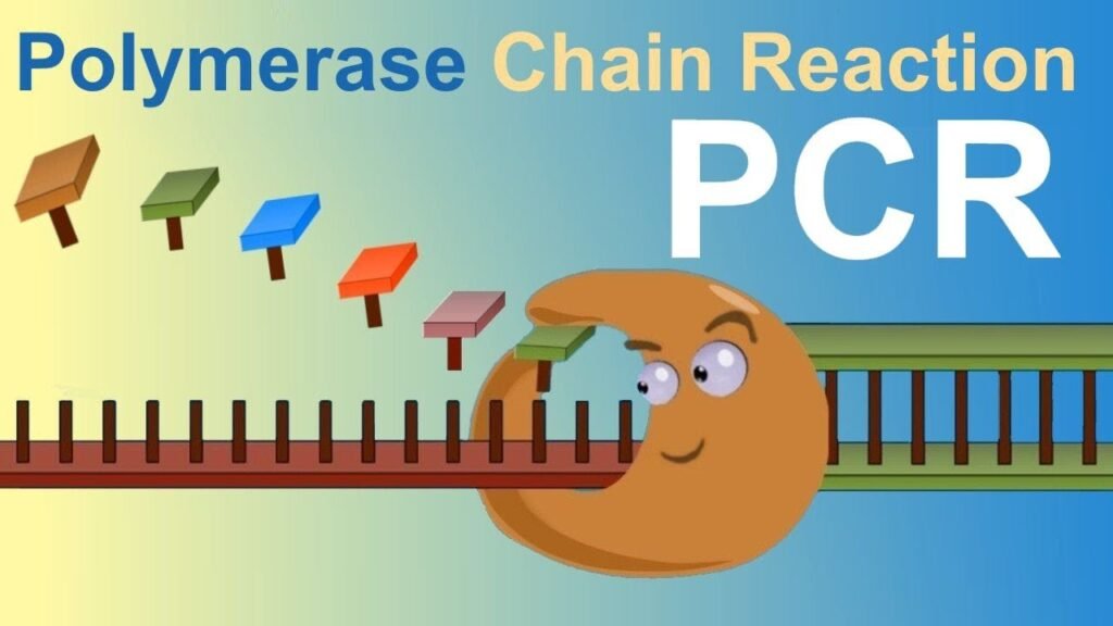 What is PCR?